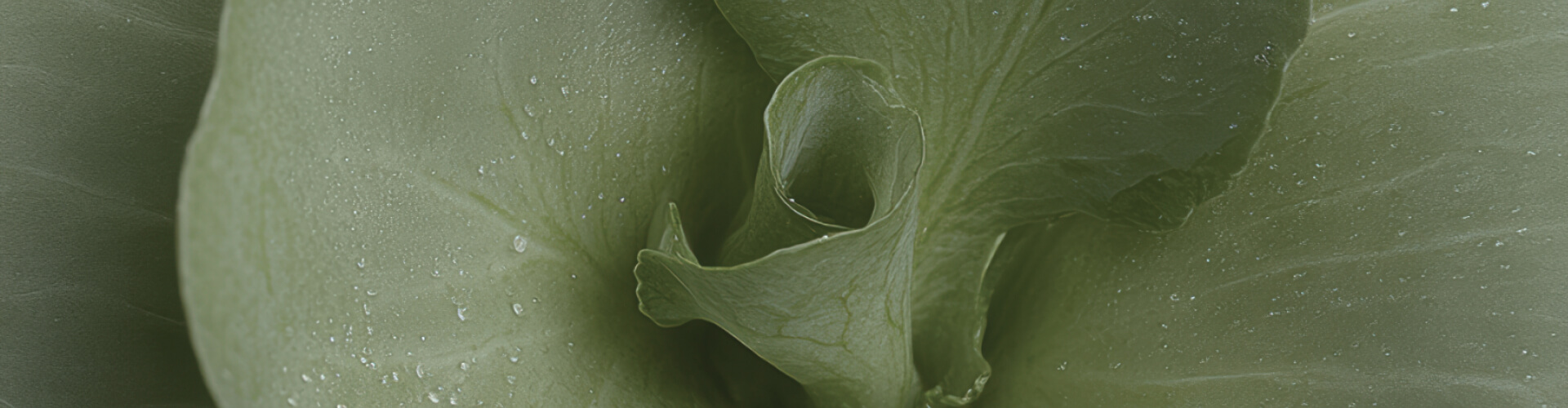 wellness banner